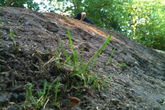 06.2012 Pumptrack Bau